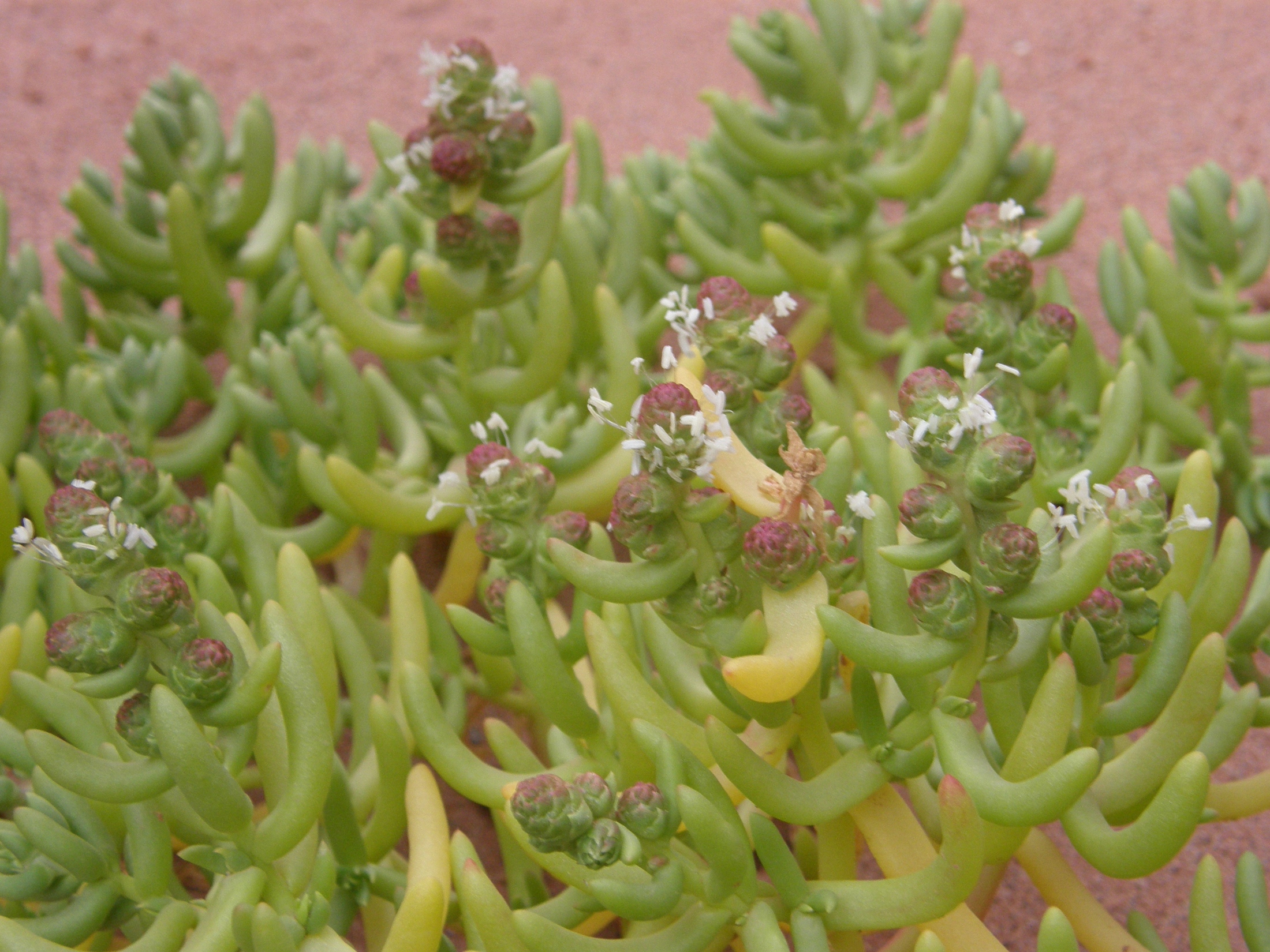 Представитель Семейства Halophytaceae